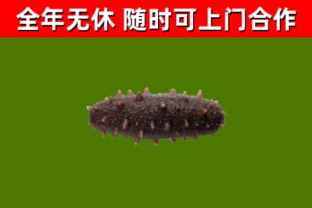 伊吾烟酒回收干海参.jpg